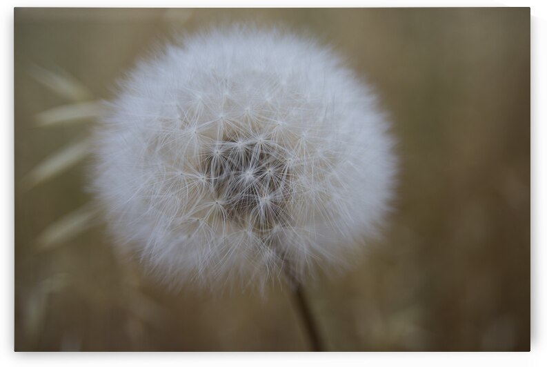 DSC 5495 by Serv Goyal