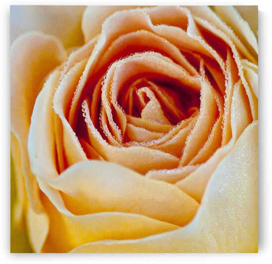  DSC9446 by Serv Goyal