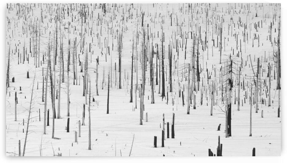  DSC1868 by Serv Goyal