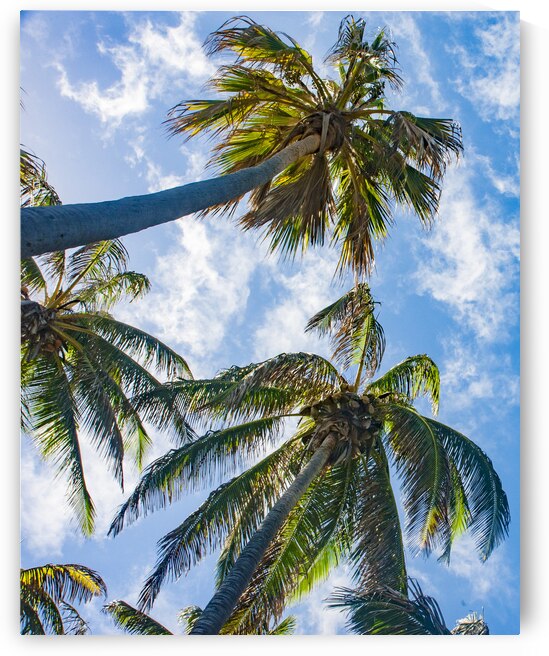  DSC8584 by Serv Goyal