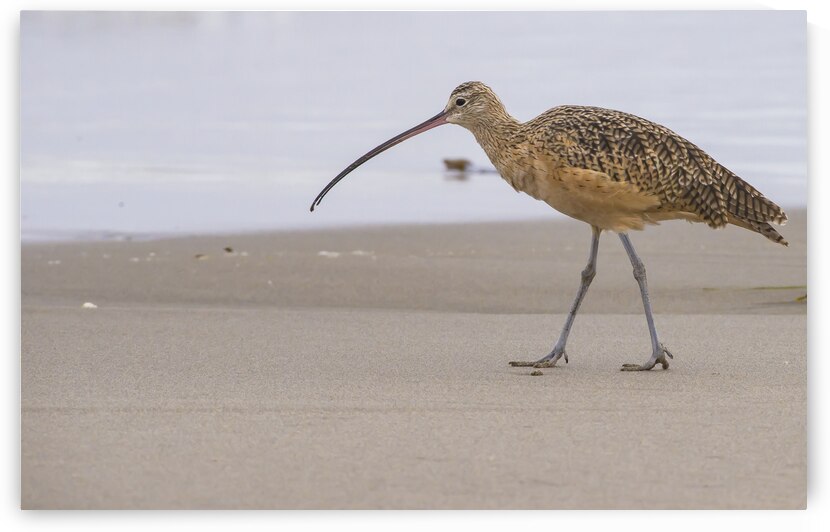 DSC 7971 by Serv Goyal