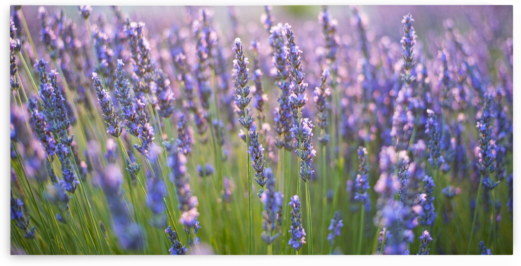 DSC 5999 by Serv Goyal