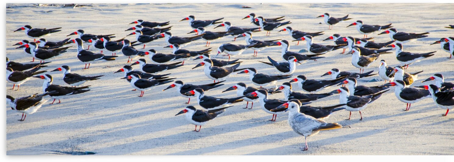  DSC1831 by Serv Goyal