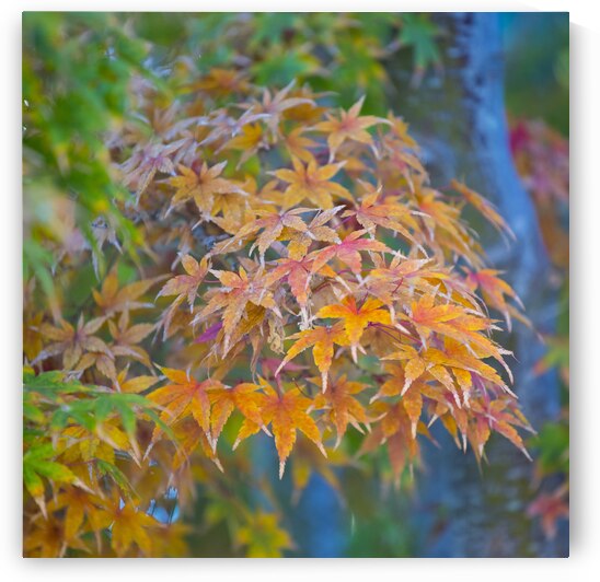 750 8818 by Serv Goyal