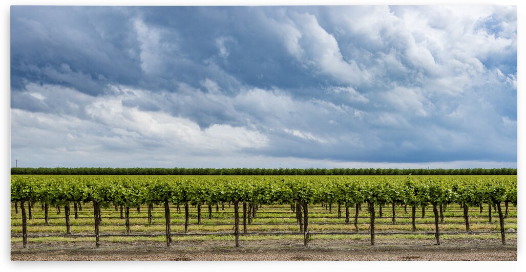 DSC 3998 by Serv Goyal