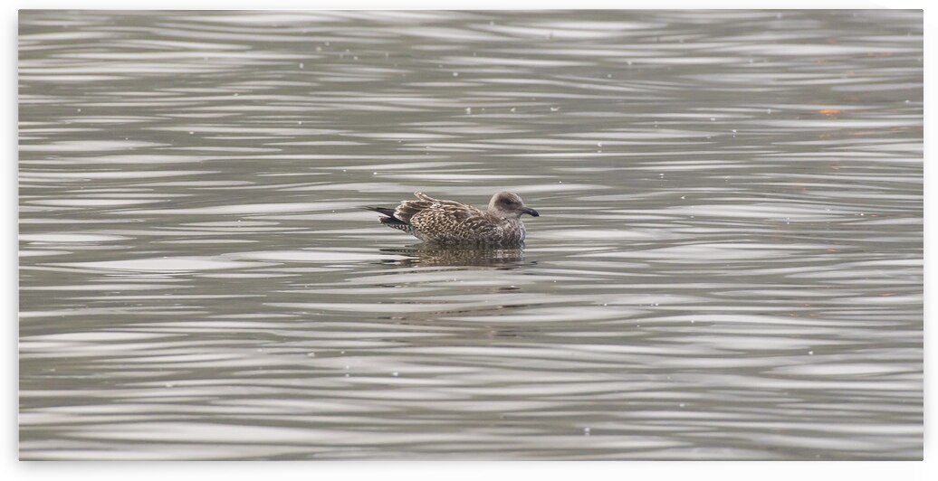 DSC 7928 by Serv Goyal