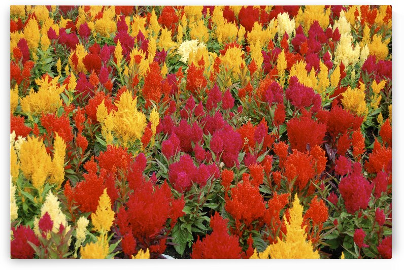 Canada Trip 2007   Victoria 8 16 2007 6 30 17 PM. by Serv Goyal