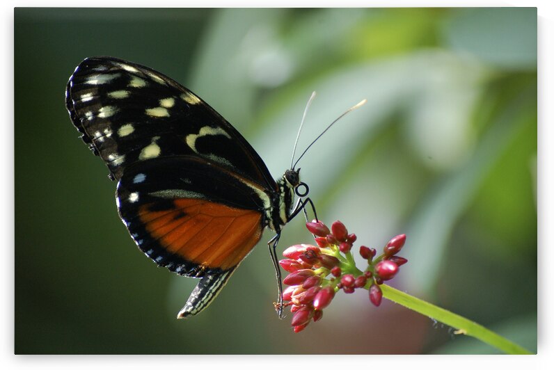 Canada Trip 2007 butterfly gardens 8 19 2007 4 04 by Serv Goyal