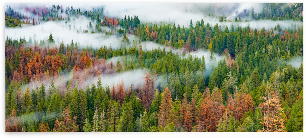 DSC 4206 by Serv Goyal