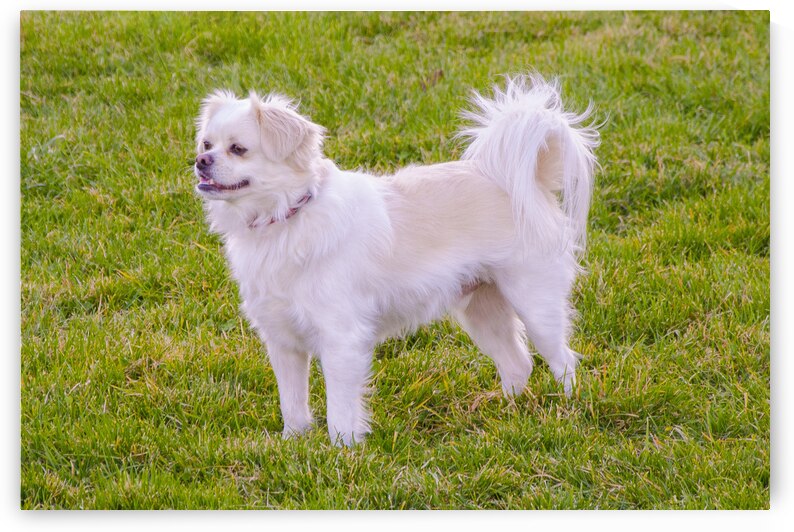  DSC9513 by Serv Goyal