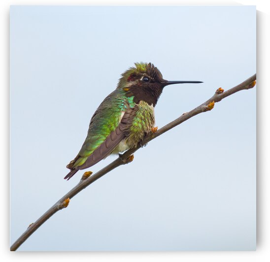 750 0682 by Serv Goyal