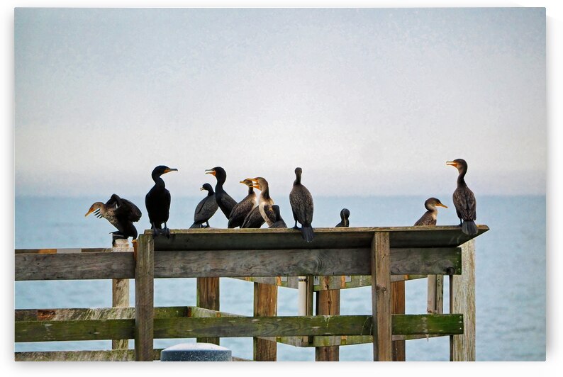 Flight of Cormorants at Apache Pier by Bill Swartwout Photography