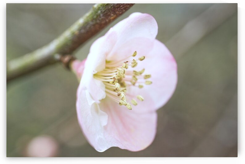 Pink Quince Blossom with Branch by Iris H Richardson