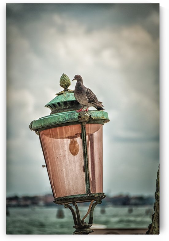Venice by Andrea Spallanzani