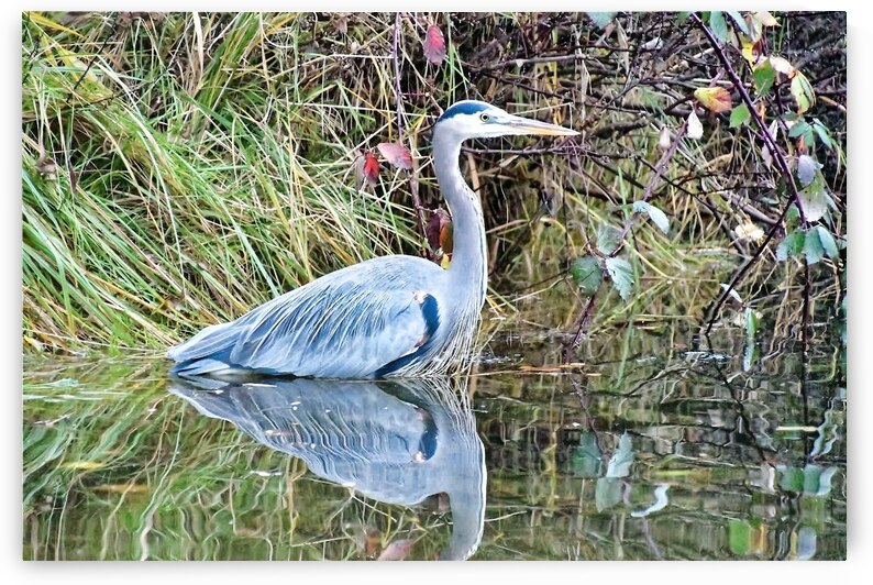 Great Blue Heron by CRB Images Photography