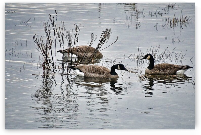 A Trio Enjoying The Morning by CRB Images Photography