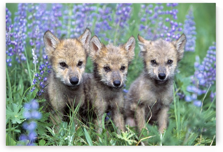 Three Wolf Pups by PacificStock