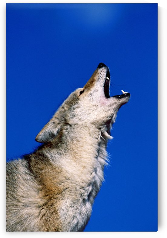 Howling Coyote by PacificStock