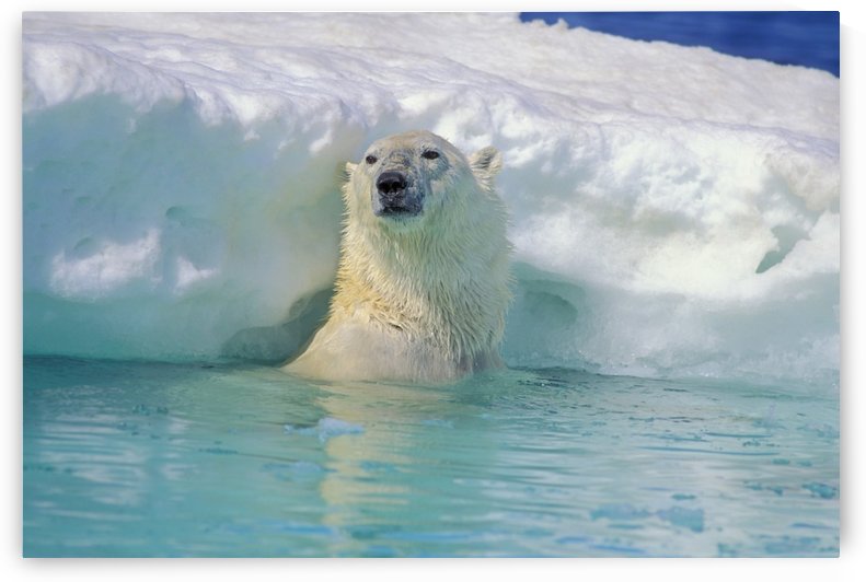 Polar Bear In Water by PacificStock