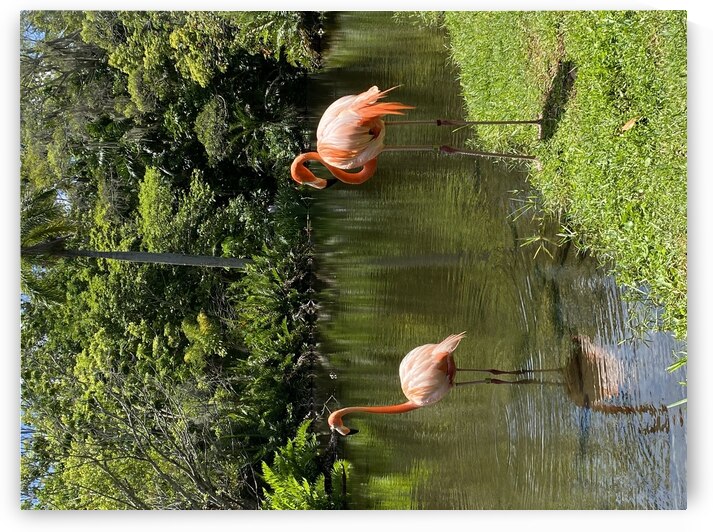 Flamingo in Florida by Sheri Lynn