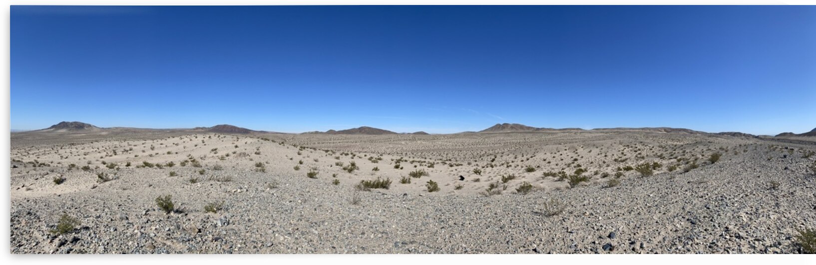 Mojave Desert by Sheri Lynn