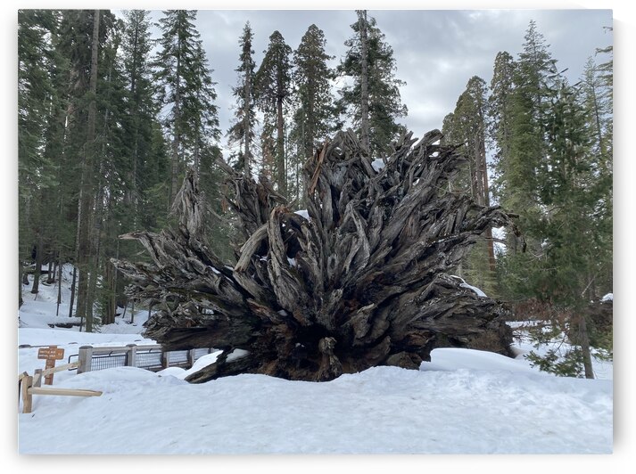 Redwood Root Yosemite  by Sheri Lynn