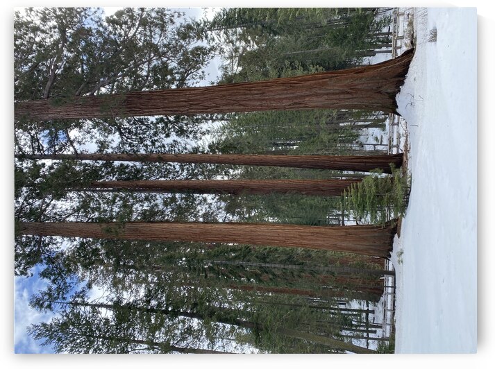 Yosemite Redwood by Sheri Lynn