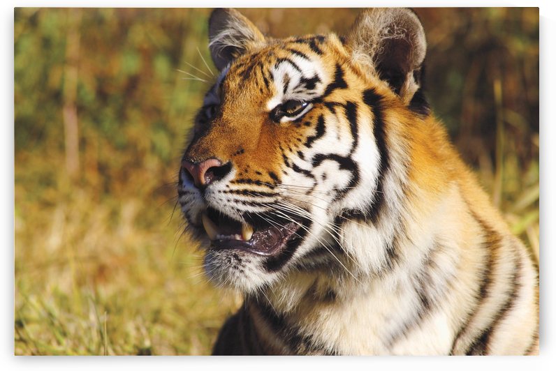 Tiger Head Shot by PacificStock