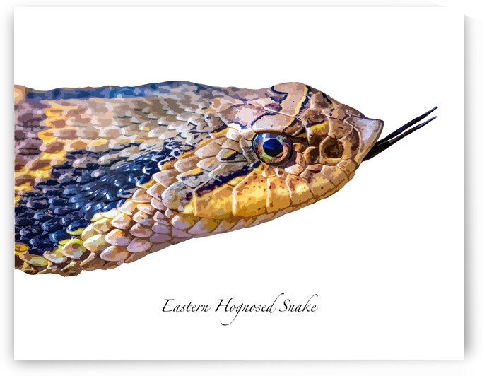 Eastern Hognosed Snake by Joe Riederer