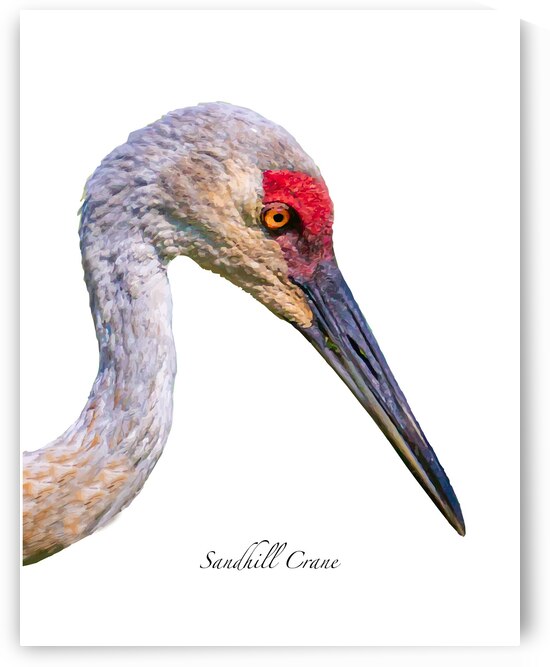 Sandhill Crane Beauty Shot by Joe Riederer
