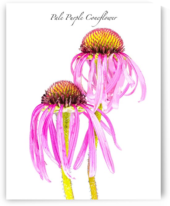 Pale Purple Coneflower by Joe Riederer