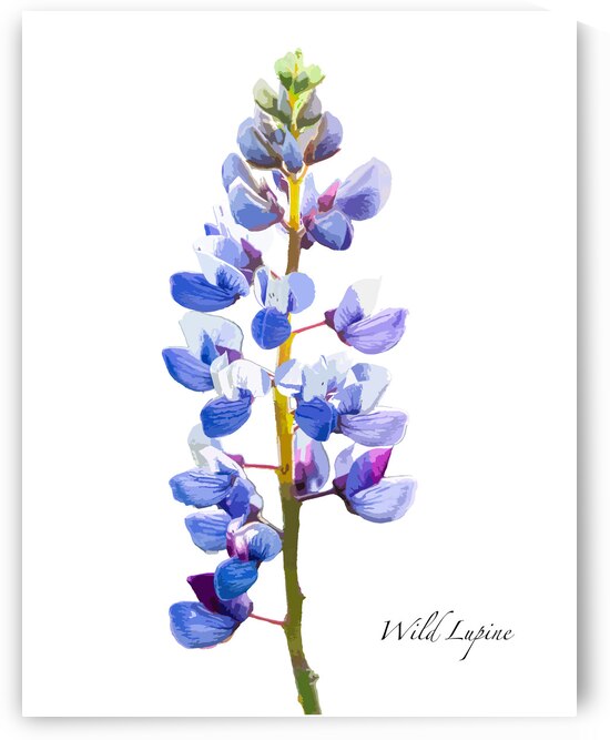Wild Lupine by Joe Riederer