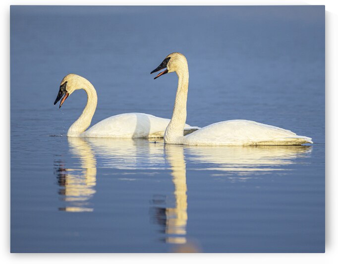 Trumpeter Swans by Joe Riederer