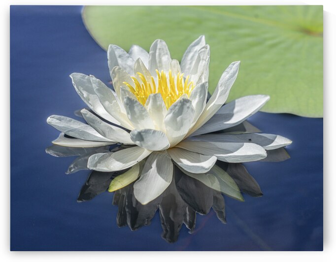 Water lily on a northern Wisconsin Lake by Joe Riederer