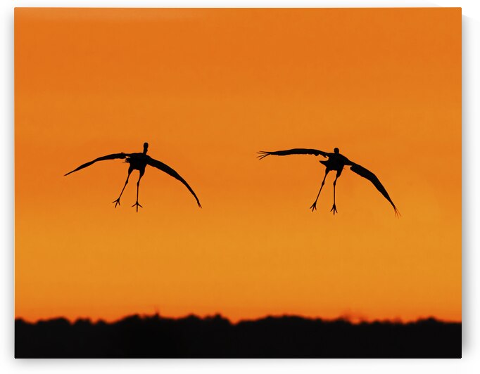 Cranes falling with Style by Joe Riederer