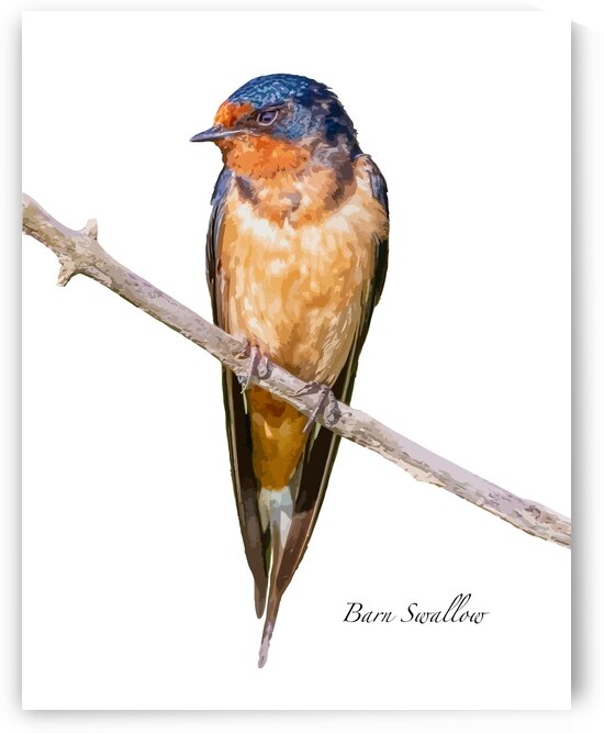 Barn Swallow by Joe Riederer