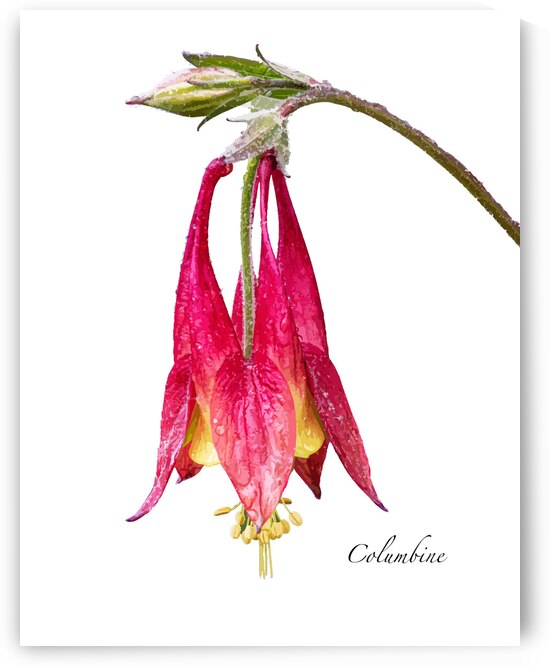 Columbine by Joe Riederer