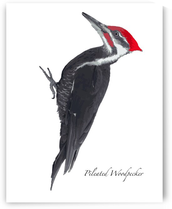 Pileated Woodpecker by Joe Riederer