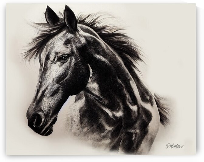 Arabian Horse by Susanne McMillan Art