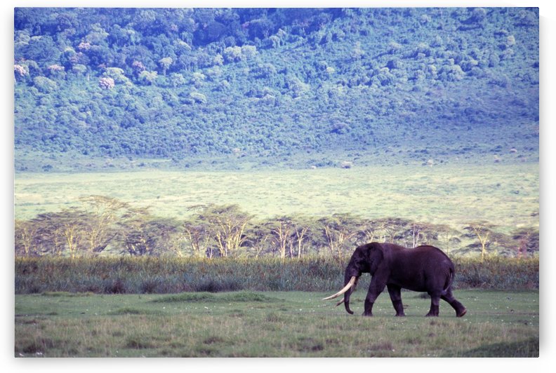 Elephant In The Wild by PacificStock