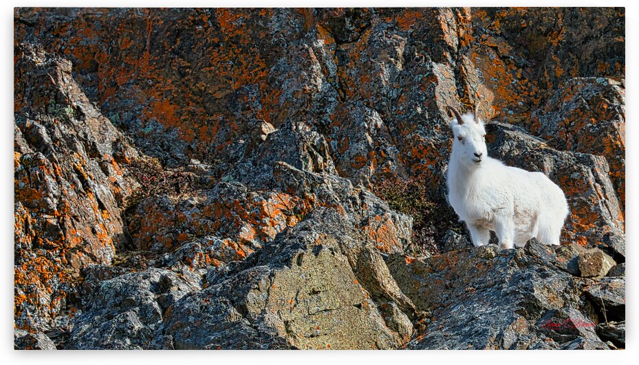 Ram sheep along Seward Highway by Bruce Brown