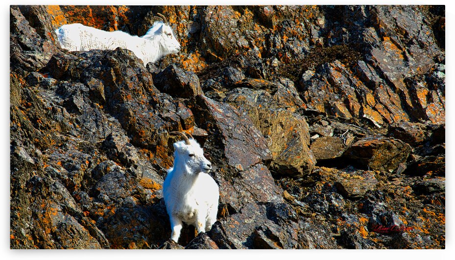 Sheep pair on ledge Seward highway by Bruce Brown