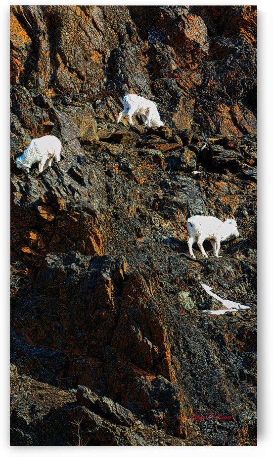 Sheep triplet on ridge Seward highway by Bruce Brown