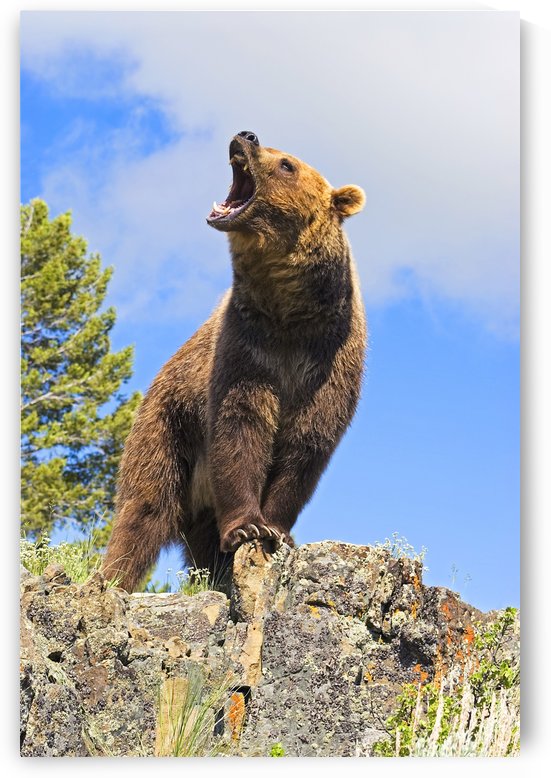 Grizzly Bear Roaring by PacificStock