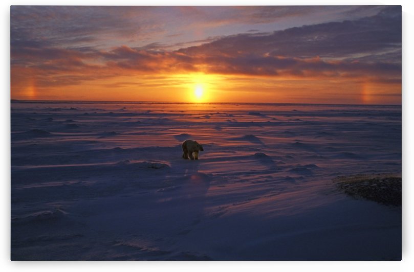 Polar Bear In Arctic Sunset by PacificStock