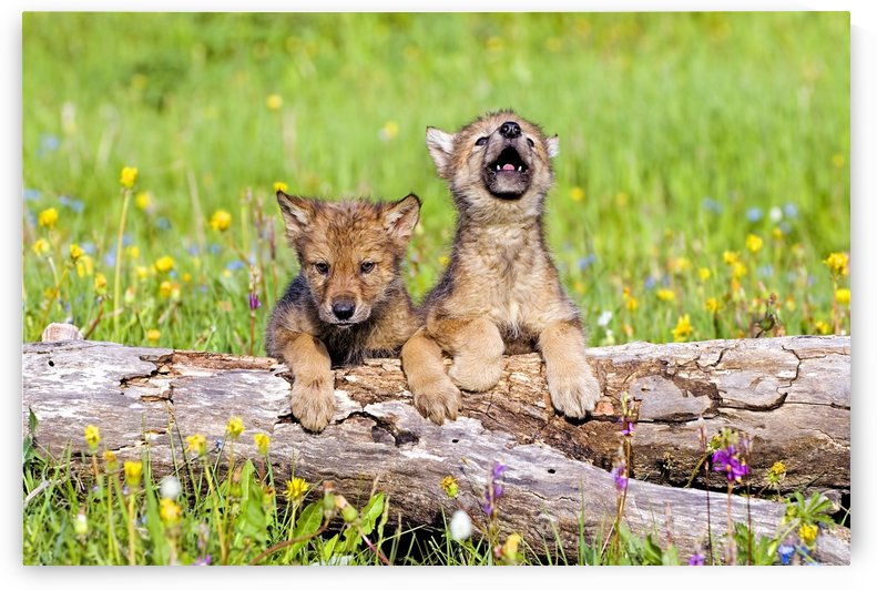 Wolf Cubs On Log by PacificStock