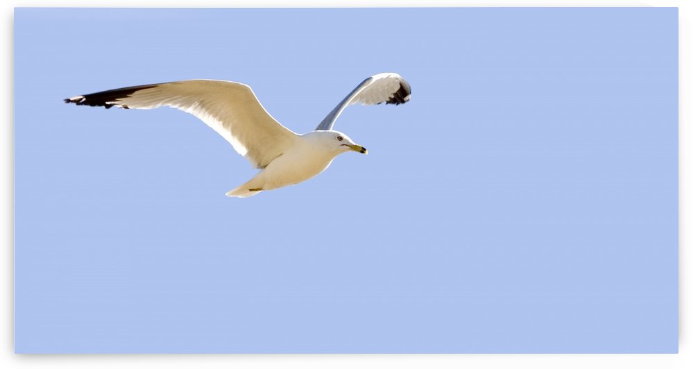 Seagull In Flight by PacificStock
