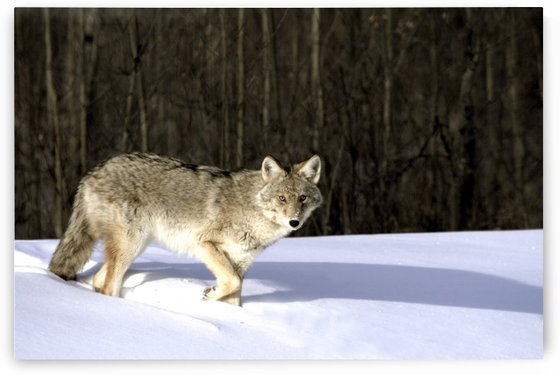 Coyote In Winter by PacificStock