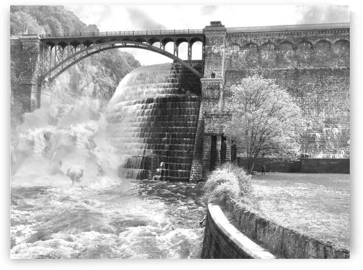 Angry Wild DAM in Black and White by Michele Milano Arts