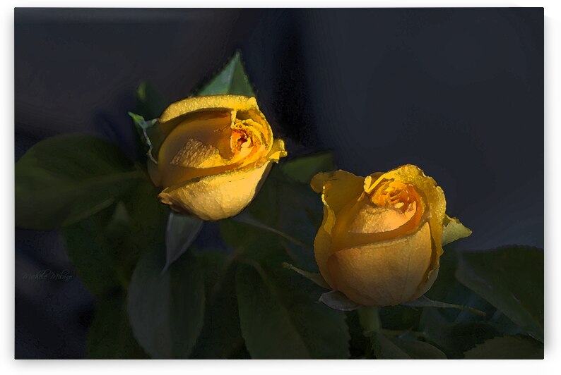Delicate Yellow Rose Bud Enhanced Photograph by Michele Milano Arts